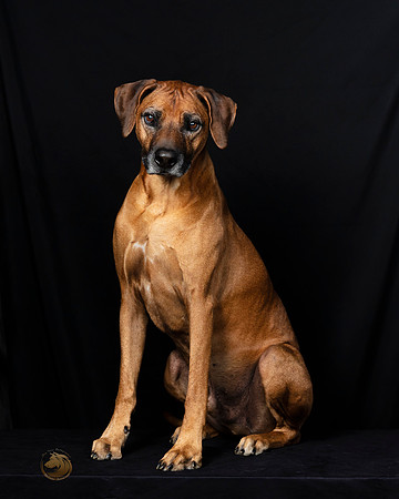 Rhodesian Ridgeback Fri Portraits-_SR_5825-HR3