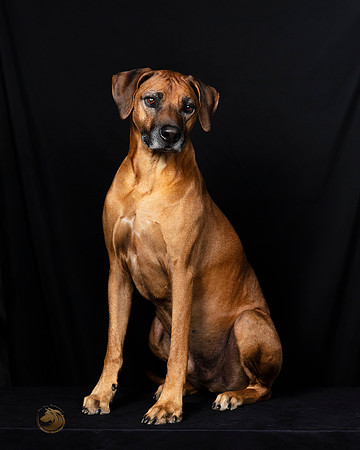 Rhodesian Ridgeback Fri Portraits-_SR_5826-HR3
