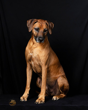 Rhodesian Ridgeback Fri Portraits-_SR_5827-HR3
