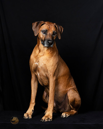 Rhodesian Ridgeback Fri Portraits-_SR_5828-HR3