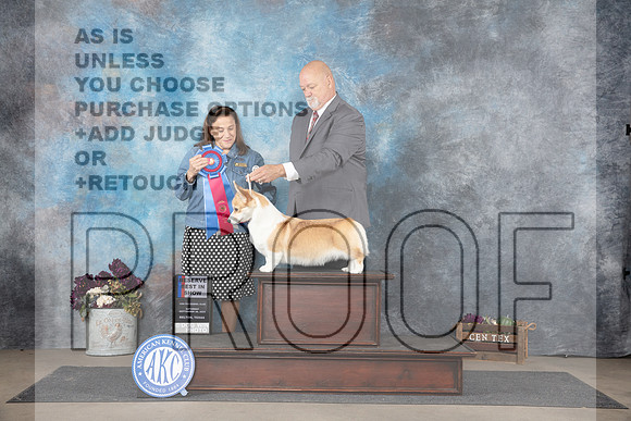 Pembroke Welsh Corgi #6 RBIS Judge Joan Liebes__JP_7514_Belton_2024_HR3