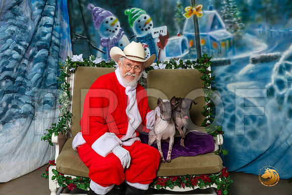 American Hairless Terriers Sat–_SR_6000-Dallas2019-HR3