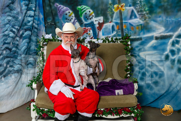 American Hairless Terriers Sat–_SR_6002-Dallas2019-HR3