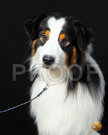 Australian Shepherd Leon–_SR_6101-Dallas2019-HR3