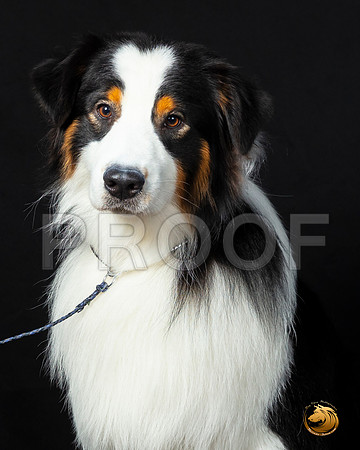 Australian Shepherd Leon–_SR_6102-Dallas2019-HR3