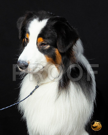 Australian Shepherd Leon–_SR_6104-Dallas2019-HR3