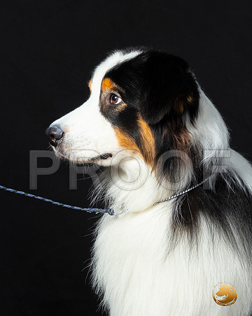 Australian Shepherd Leon–_SR_6109-Dallas2019-HR3