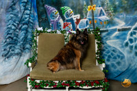 Belgian Tervuren Sat 2 of 3