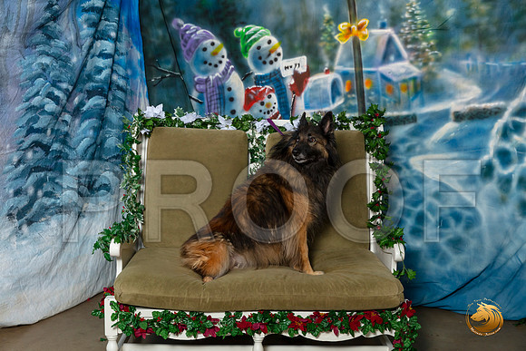 Belgian Tervuren Sat 2 of 3–_SR_5963-Dallas2019-HR3