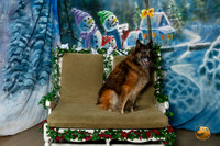 Belgian Tervuren Sat 3 of 3