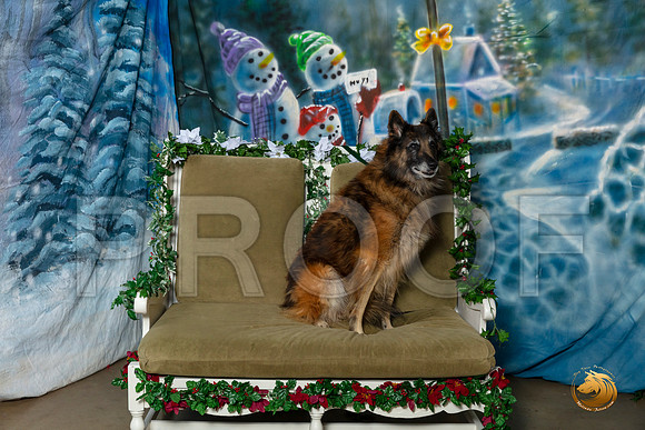Belgian Tervuren Sat 3 of 3–_SR_5967-Dallas2019-HR3
