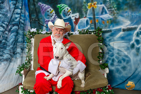 Bull Terrier 2 Sat–_SR_6200-Dallas2019-HR3