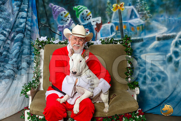 Bull Terrier 2 Sat–_SR_6201-Dallas2019-HR3
