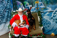 Doberman Pinscher Mini Bull Sat