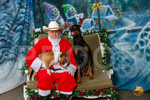 Doberman Pinscher Mini Bull Sat–_SR_6051-Dallas2019-HR3