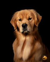 Golden Retriever Debbie Morozzo