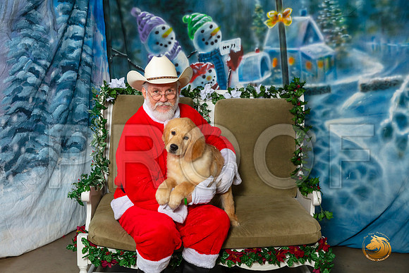 Golden Retriever Sat 3–_SR_6024-Dallas2019-HR3