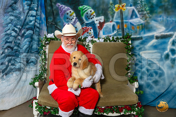 Golden Retriever Sat 3–_SR_6025-Dallas2019-HR3