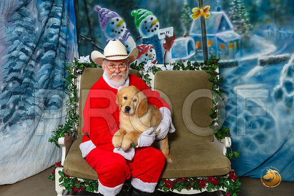 Golden Retriever Sat 3–_SR_6026-Dallas2019-HR3