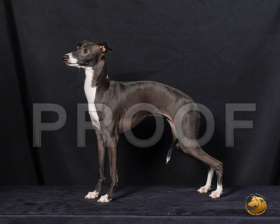 Italian Greyhound Sat 2–_SR_6216-Dallas2019-HR3