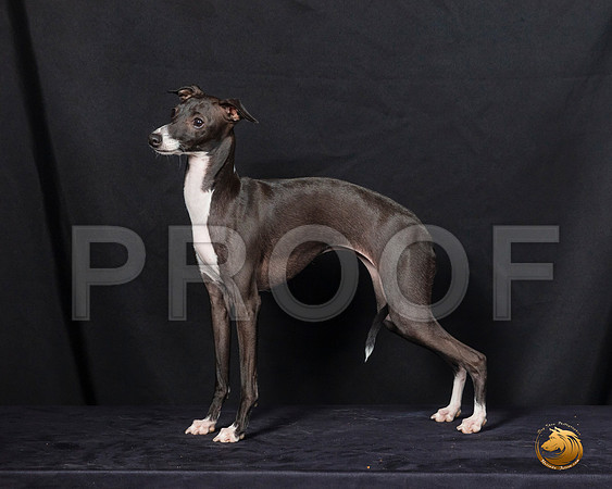 Italian Greyhound Sat 2–_SR_6217-Dallas2019-HR3