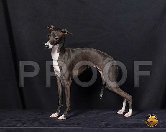 Italian Greyhound Sat 2–_SR_6218-Dallas2019-HR3