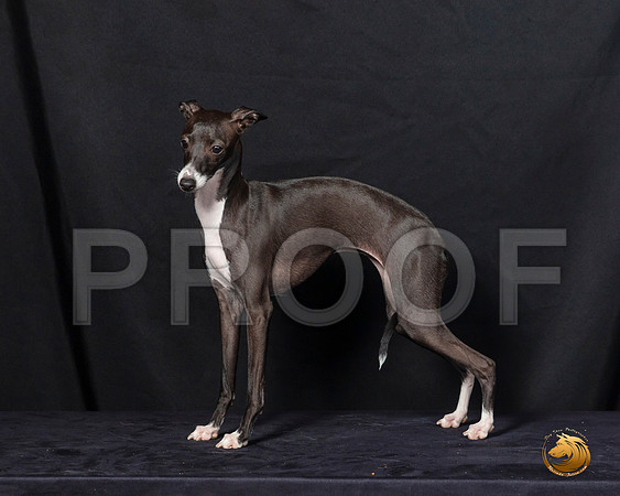 Italian Greyhound Sat 2–_SR_6219-Dallas2019-HR3