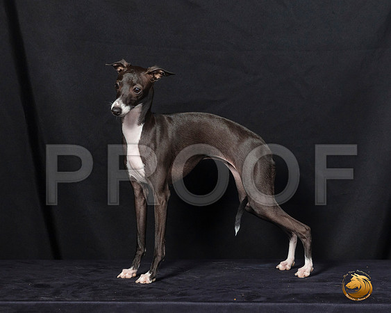 Italian Greyhound Sat 2–_SR_6223-Dallas2019-HR3