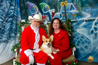 Pembroke Welsh Corgi Sat