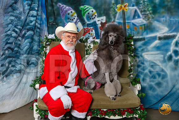 Poodle Std Sat–_SR_6022-Dallas2019-HR3