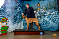 Rhodesian Ridgeback AUSTIN