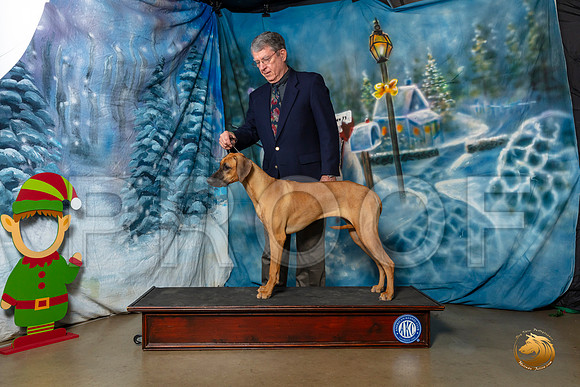 Rhodesian Ridgeback AUSTIN–_SR_5931-Dallas2019-HR3