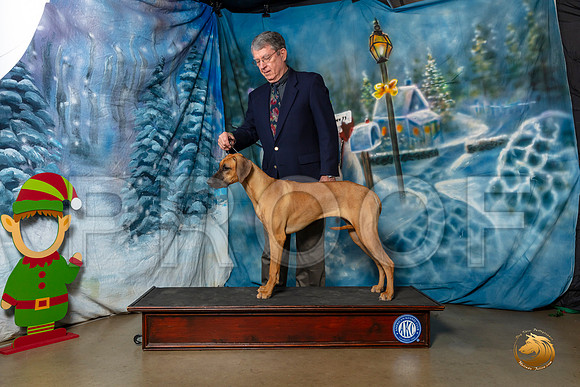 Rhodesian Ridgeback AUSTIN–_SR_5932-Dallas2019-HR3
