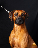 Rhodesian Ridgeback Legend sat