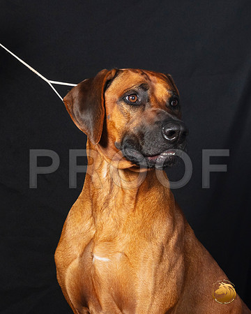 Rhodesian Ridgeback Legend sat–_SR_6232-Dallas2019-HR3