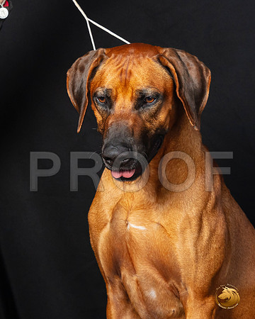 Rhodesian Ridgeback Legend sat–_SR_6233-Dallas2019-HR3