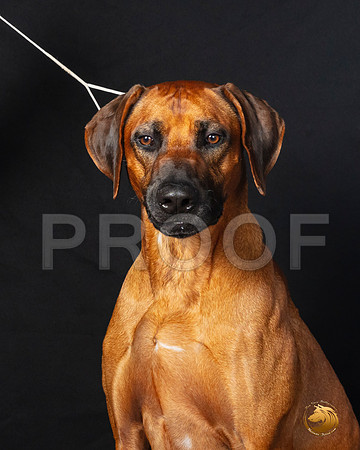 Rhodesian Ridgeback Legend sat–_SR_6234-Dallas2019-HR3