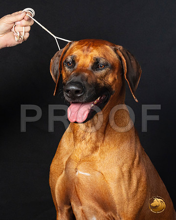 Rhodesian Ridgeback Legend sat–_SR_6238-Dallas2019-HR3