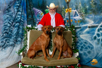 Rhodesian Ridgebacks Sat 2