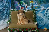 Tibetan Mastiff Sat 8