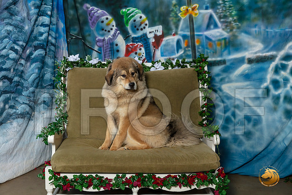 Tibetan Mastiff Sat 8–_SR_6048-Dallas2019-HR3