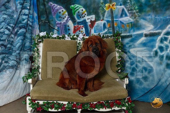 Tibetan Mastiff Sat 9–_SR_6057-Dallas2019-HR3