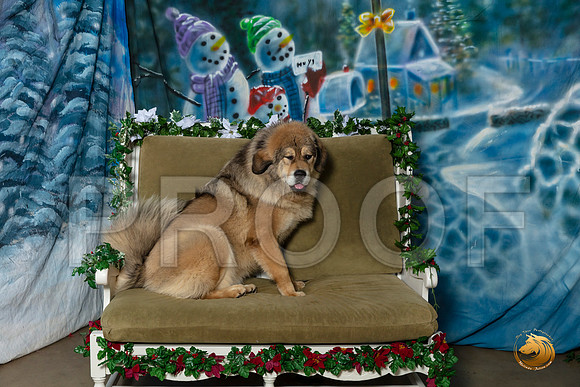 Tibetan Mastiff Sat 8–_SR_6050-Dallas2019-HR3