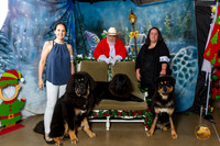 Tibetan Mastiffs Sat