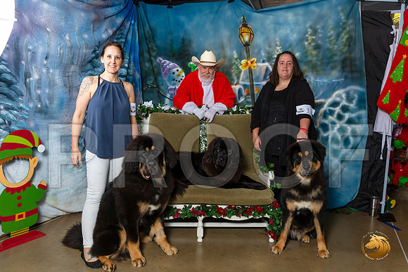 Tibetan Mastiffs Sat–_SR_5951-Dallas2019-HR3