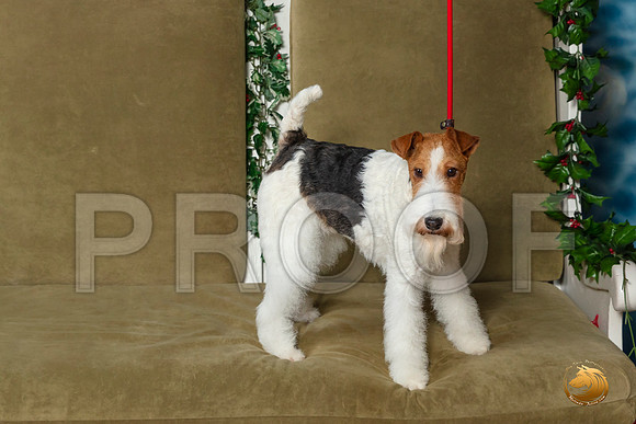Wire Haired Fox Terrier Sat–_SR_6195-Dallas2019-HR3