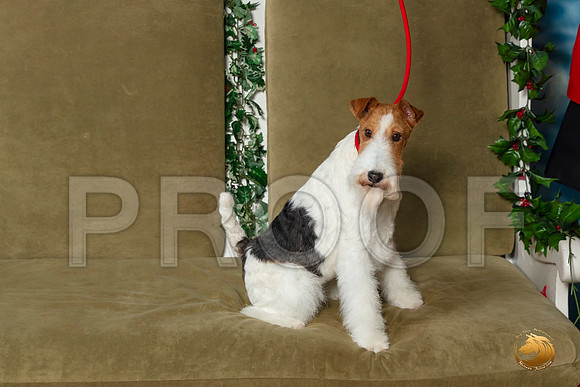 Wire Haired Fox Terrier Sat–_SR_6197-Dallas2019-HR3