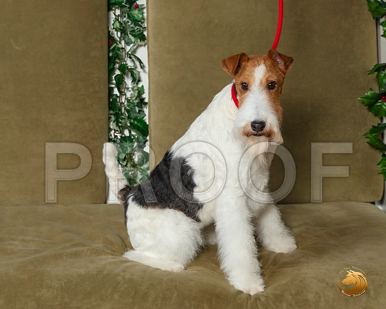 Wire Haired Fox Terrier Sat–_SR_6198-Dallas2019-HR3