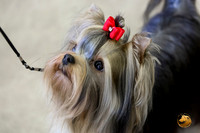 Yorkshire Terrier #9 Sat Rings Terri Barnett