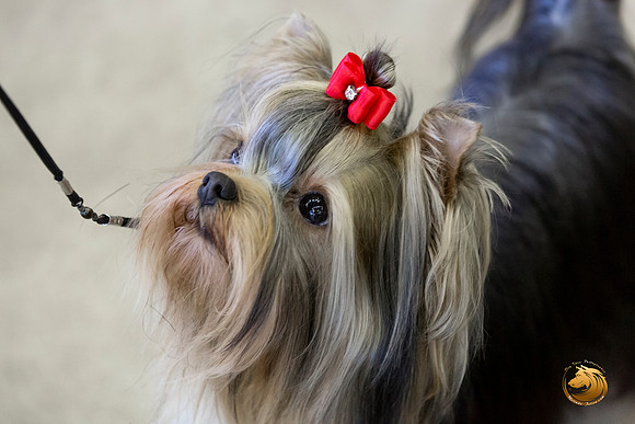 Yorkshire Terrier #9 Sat Rings Terri Barnett–JJL_0218-Dallas2019-HR3